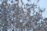 Part of the 5 million big flock of brambling Fringilla montifringilla jata pinož_MG_7570-111.jpg