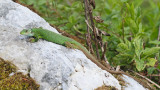 Western green lizard Lacerta bilineata zahodnoevropski zelenec_MG_7974-111.jpg