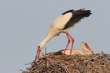 White stork Ciconia ciconia bela torklja_MG_2740-111.jpg