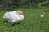Mute swan family labodja druina_IMG_0218-111.jpg