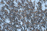 Flock of brambling Fringilla montifringilla jata pinož_MG_7590-111.jpg