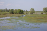 Pripyat marshes mokriče_MG_9572-111.jpg