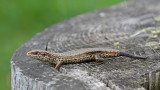 Viviparous lizard Zootoca vivipara ivorodna kučarica_MG_7983-111.jpg
