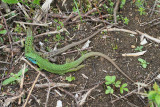 Western green lizard Lacerta bilineata zahodnoevropski zelenec_MG_7959-111.jpg