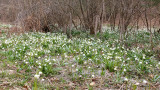 Spring snowflakes Leucojum vernum veliki zvonček_IMG_9046-111.jpg