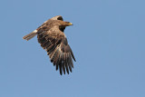 Steppe eagle Aquila nipalensis stepski orel_MG_8664-111.jpg
