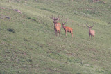 Elk Cervus canadensis jelen_MG_8539-111.jpg