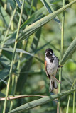 Reed bunting Emberiza schoeniclus trstni strnad_MG_0485-111.jpg