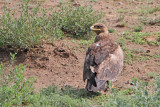Steppe eagle Aquila nipalensis stepski orel_MG_8643-111.jpg