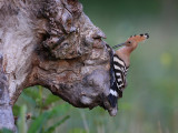 hoopoe_upupa_epops_smrdokavra