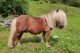 domestic_animals