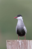 gulls_and_terns