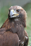 Golden eagle Aquila chrysaetos planinski orel_MG_93871-111.jpg