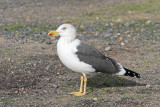 Lesser black-backed gull Larus fuscus rjavi galeb_MG_9741-111.jpg