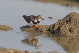 waders