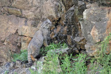 Pallass cat Otocolobus manul manul_MG_8464-111.jpg