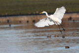 great_white_egret_egretta_alba