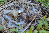 Nest of mediterranean gull gnezdo črnoglavega galeba_20210528_105717-111.jpg