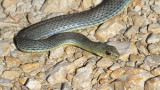 Eastern Montpellier snake Malpolon insignitus vzhodnoevropsla zrva_MG_1229-111.jpg
