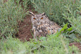 Eurasian eagle-owl Bubo bubo velika uharica_MG_8273-111.jpg