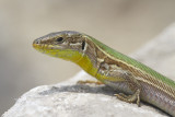 Dalmatian wall lizard Podarcis melisellensis kraka kučarica_MG_1351-111.jpg