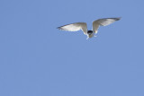 gulls_and_terns