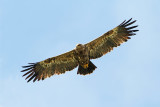 Steppe eagle Aquila nipalensis stepski orel_MG_8677-111.jpg