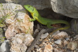 balkan_green_lizard_lacerta_trilineata