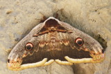 butterflies_moths_and_caterpillars