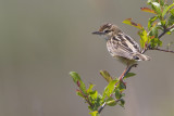 Zitting cisticola Cisticola juncidis brškinka_MG_2020-111.jpg