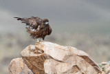 birds_of_prey_raptors_owls