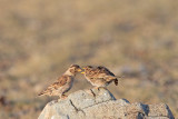 Rock sparrow Petronia petronia skalni vrabec _MG_2635-111.jpg