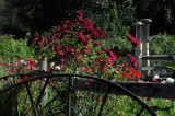 Flora