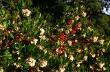 Flora