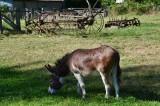 donkeys years