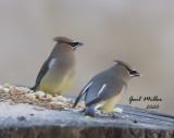 Cedr Waxwings
Eating sunflower chips at my feeder station!!
Photo taken through a closed window.
