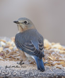 Eastern Bluebird, female