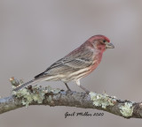 House Finch, male