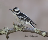 Downy Woodpecker
