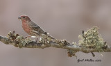 House Finch, male