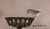 Ruby-crowned Kinglet