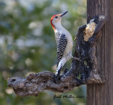 Red-bellied Woodpecker, male