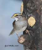 White-throated Sparrow