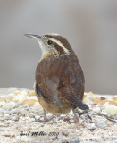 Carolina Wren