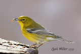 Pine Warbler