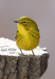 Pine Warbler
