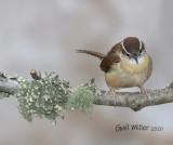 Carolina Wren