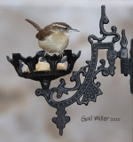 Carolina Wren