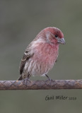 House Finch, male.