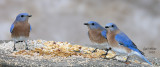 Estern Bluebird, males.